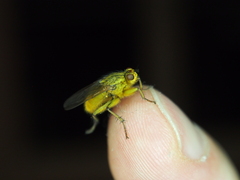 Scathophaga stercoraria