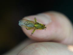 Scathophaga stercoraria