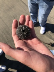 Echinodermata