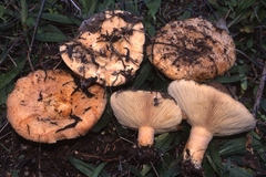 Lactarius tesquorum