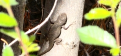 Sceloporus occidentalis