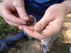 Thamnophis proximus orarius