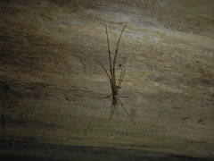 Tetragnatha elongata