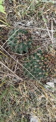 Coryphantha georgii