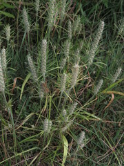 Plantago aristata