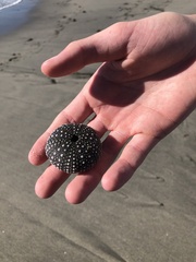 Astropyga pulvinata