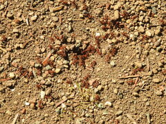 Pogonomyrmex occidentalis