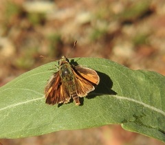 Ochlodes sylvanoides