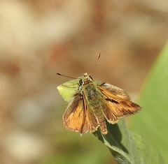 Ochlodes sylvanoides