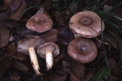 Lactarius luridus
