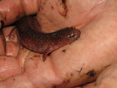 Pseudotriton ruber ruber