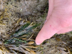 Fucus spiralis
