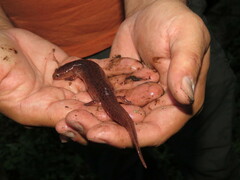 Pseudotriton ruber ruber