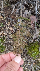 Myriopteris clevelandii