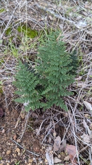 Myriopteris clevelandii