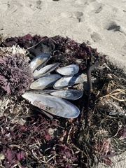 Mytilus californianus