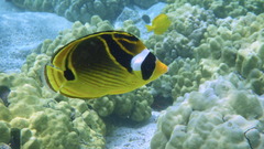 Chaetodon lunula