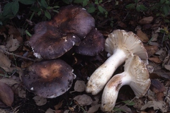 Russula grisea