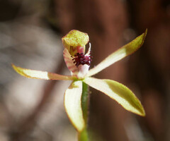 Caladenia atradenia