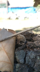 Paracles deserticola
