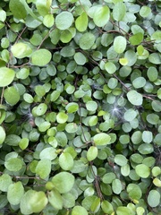 Muehlenbeckia complexa