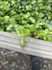 Muehlenbeckia complexa