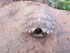 Psammobates oculifer