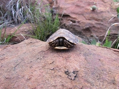 Psammobates oculifer