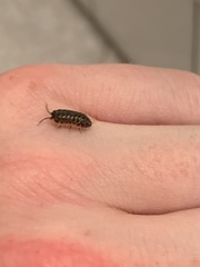 Armadillidium versicolor