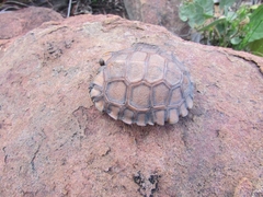 Psammobates oculifer