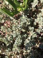 Atriplex leucophylla