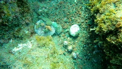 Sphaerechinus granularis