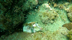 Sphaerechinus granularis