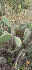 Opuntia lasiacantha