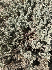 Atriplex leucophylla