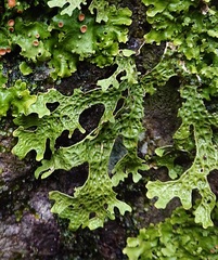 Lobariaceae
