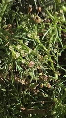 Apiastrum angustifolium