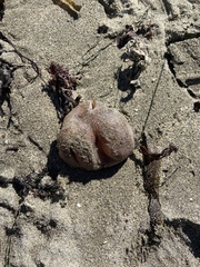 Aplidium