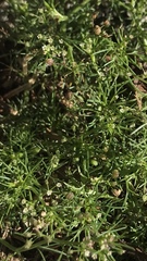 Apiastrum angustifolium