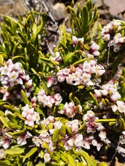 Cuscuta purpurata
