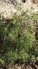 Apiastrum angustifolium