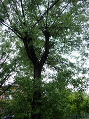Populus