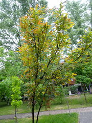 Quercus robur