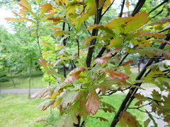 Quercus robur