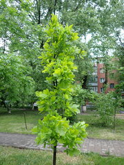 Quercus robur