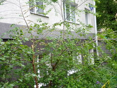 Ulmus pumila
