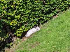 Oryctolagus cuniculus domesticus