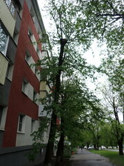Ulmus pumila