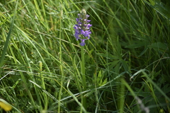Dactylorhiza majalis baltica