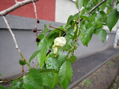 Ulmus